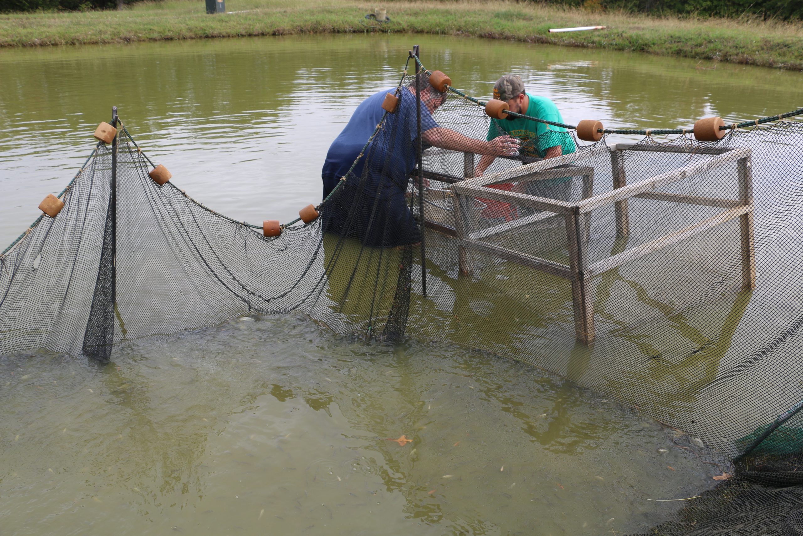 Managing the Mini-Pond: Raising Tilapia - American Sport Fish