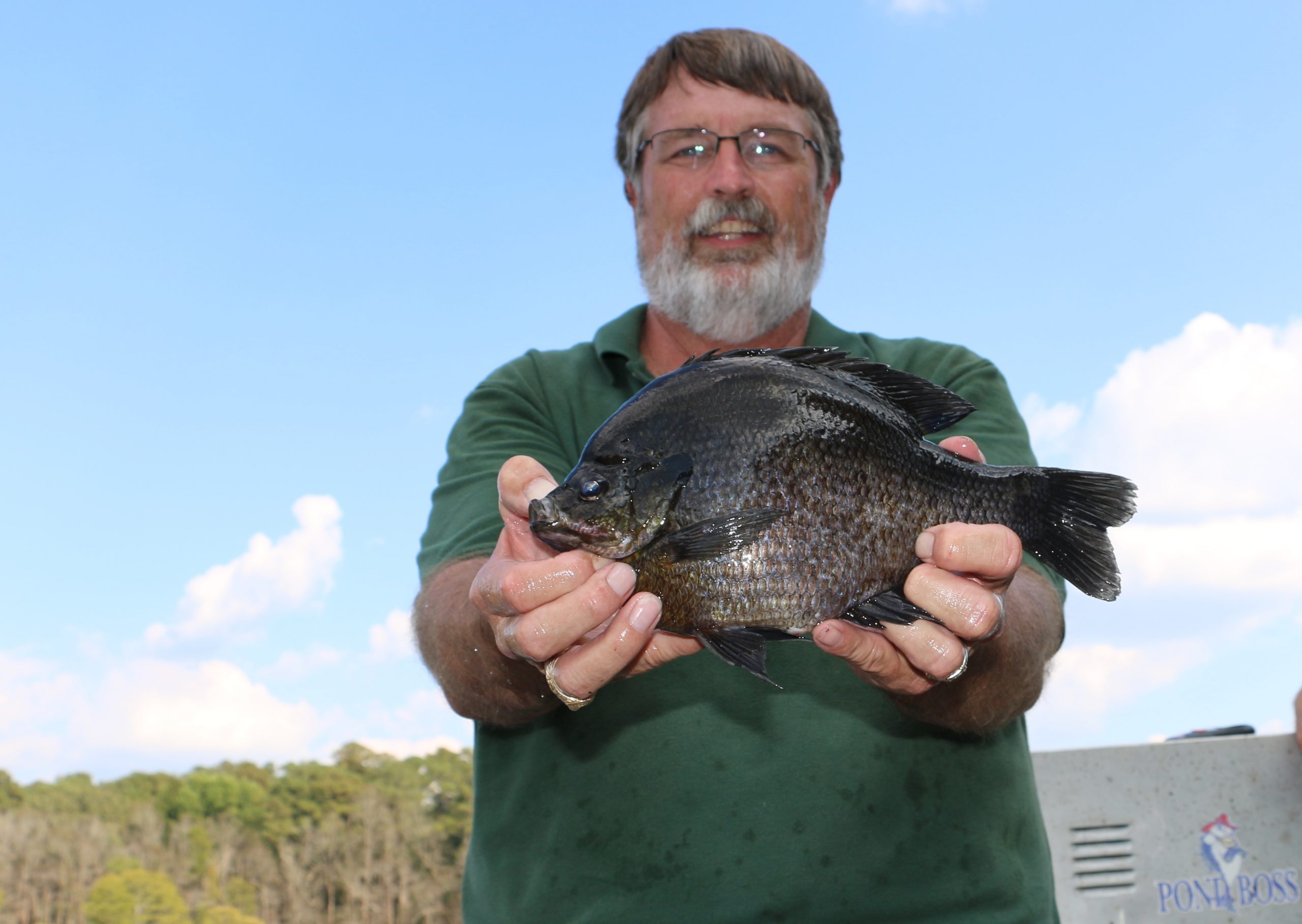 giant bluegill