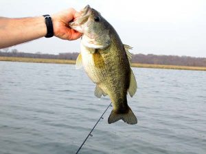 Shad are one of the best supplemental foods for your bass.