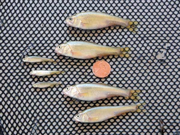 Adult fatheads seldom exceed 3 inches.Recently spawned fathead fry may mature and spawn in less than 8 weeks.