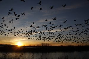 Snow goose, Anser caerulescens