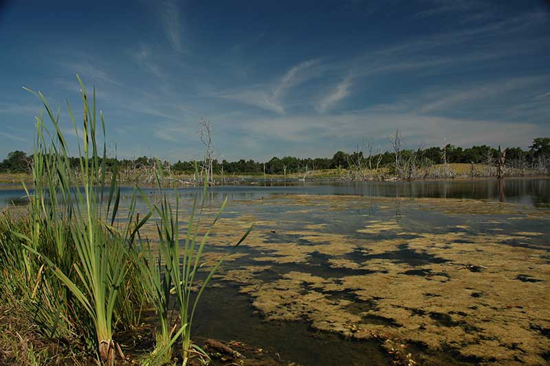 Grass Carp covering pond. Aquatic Vegetation Control 