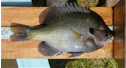 coppernose bluegill