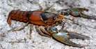 crawfish