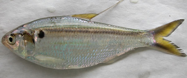 threadfin shad