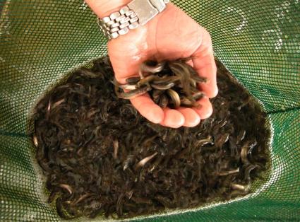  Hand scooping up fathead minnows from fishing net.