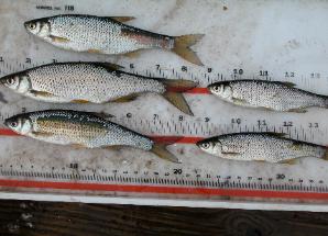Five Golden Shiners on a fish measuring board.