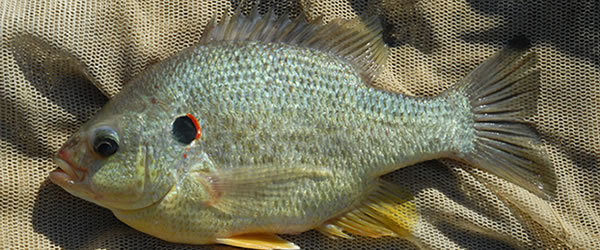 Redear (Shellcracker) laying on a fishing net.