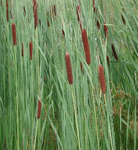 Cattails