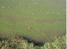 Planktonic Algae