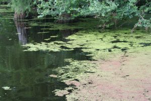 Pond Sleep