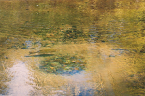 Spawning Activity