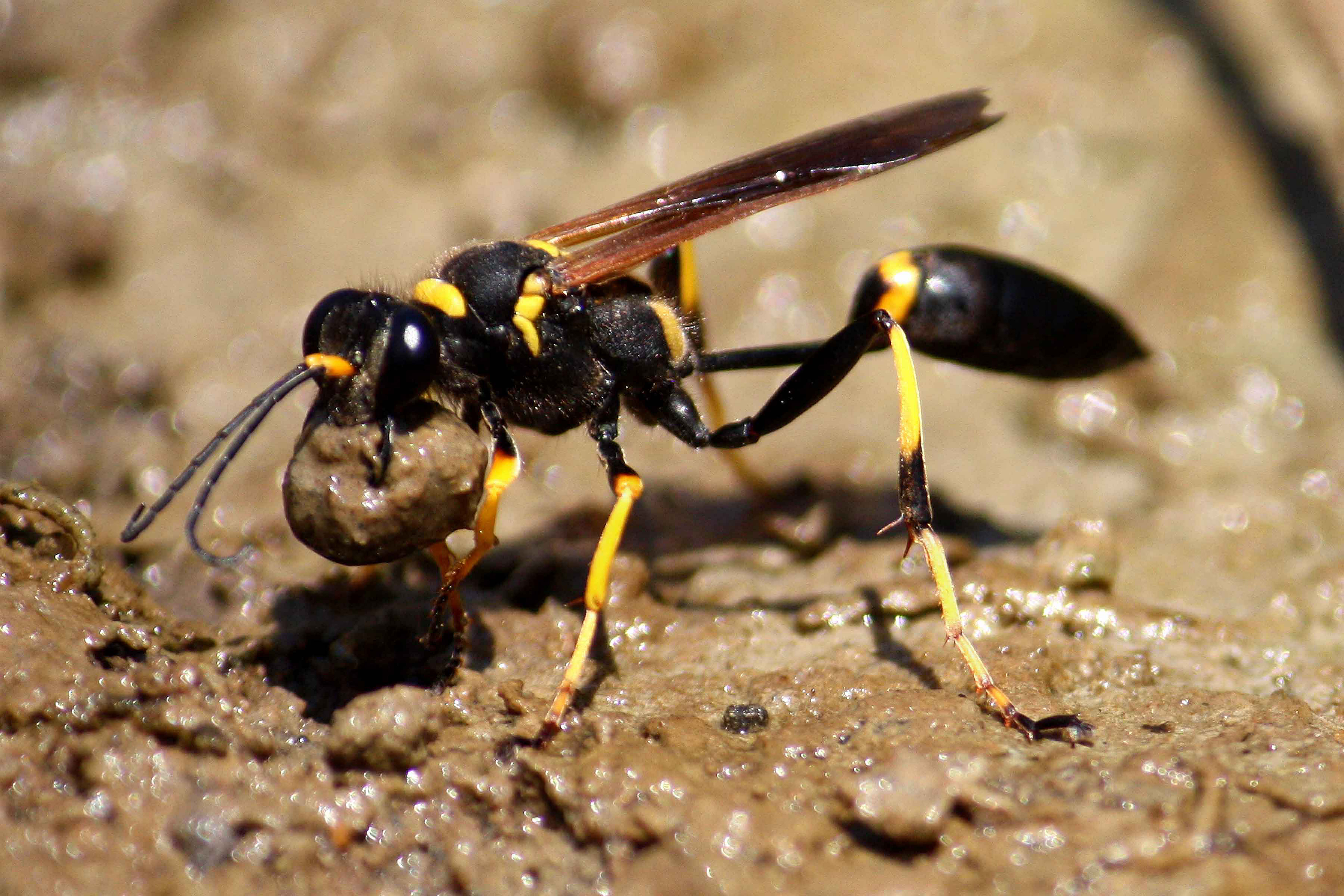 Mud Daubers Annoying And Costly Pests American Sport Fish