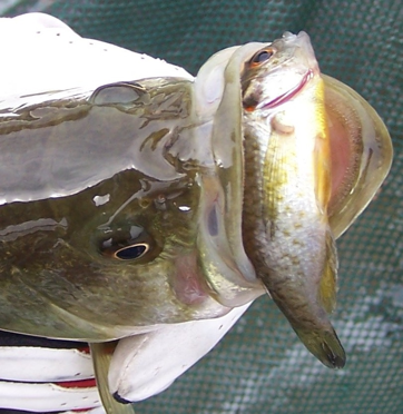 Fascinating Bass Behavior and Feeding Habits - American Sport Fish