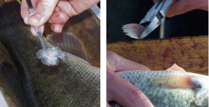 monitor bass genetics