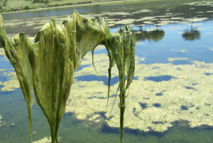 algae