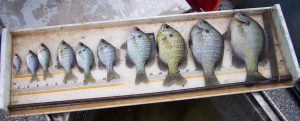 Coppernose Bluegill