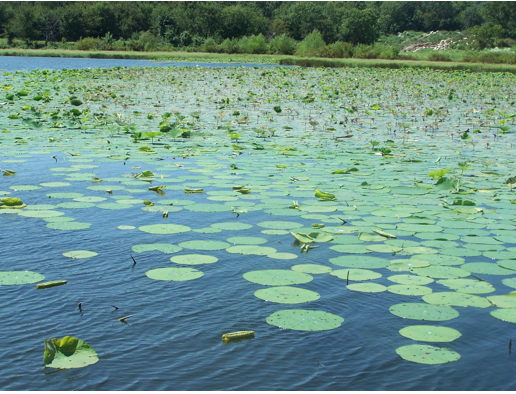 Floating Lotus plants on large pond.