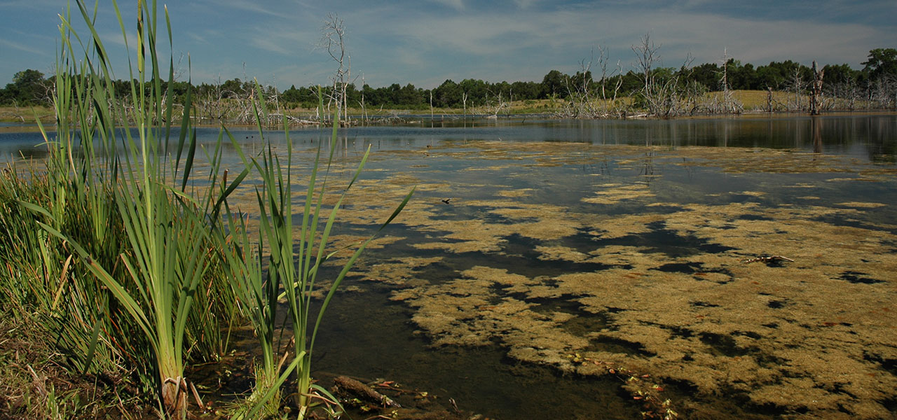Aquatic Vegetation American Sport Fish