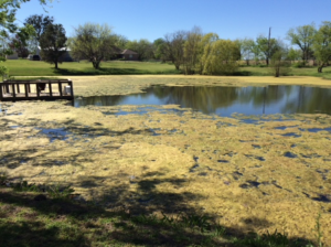 A pond with filamentous algae