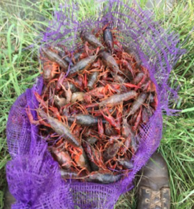 crawfish in a net